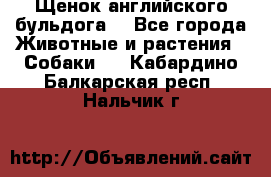 Щенок английского бульдога  - Все города Животные и растения » Собаки   . Кабардино-Балкарская респ.,Нальчик г.